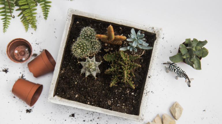 Flower For Dreams Terrarium Virtual Workshop