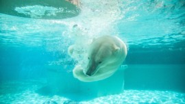Lincoln Park chicago polar bear