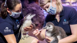 Virtual Shedd Aquarium Penguins