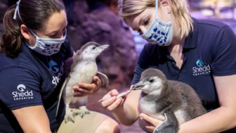 Virtual Shedd Aquarium Penguins