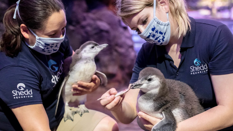 Virtual Shedd Aquarium Penguins