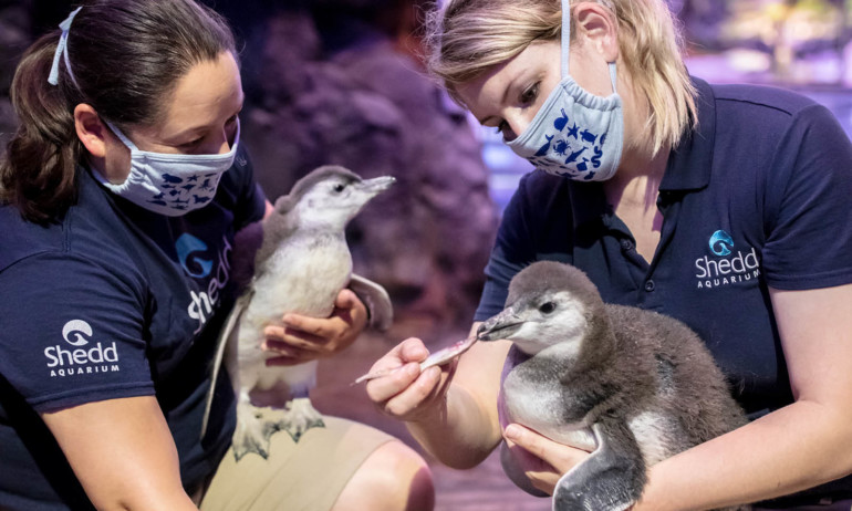 Virtual Shedd Aquarium Penguins
