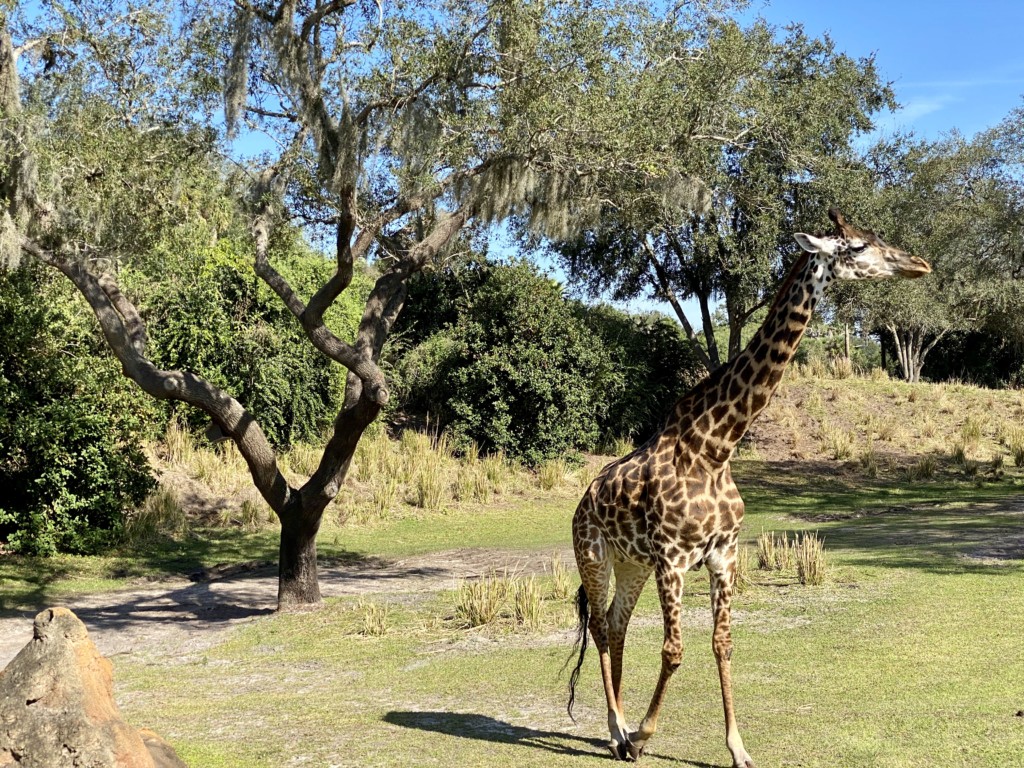 National Geographic Show Goes Behind the Scenes at Disney's Animal Kingdom