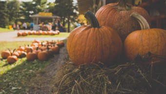 Pumpkin and Apple Picking Chicago