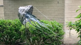 Will Allen Jellyfish Art