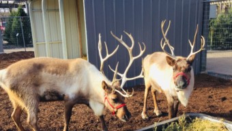 Reindeer at Chalet Nursery