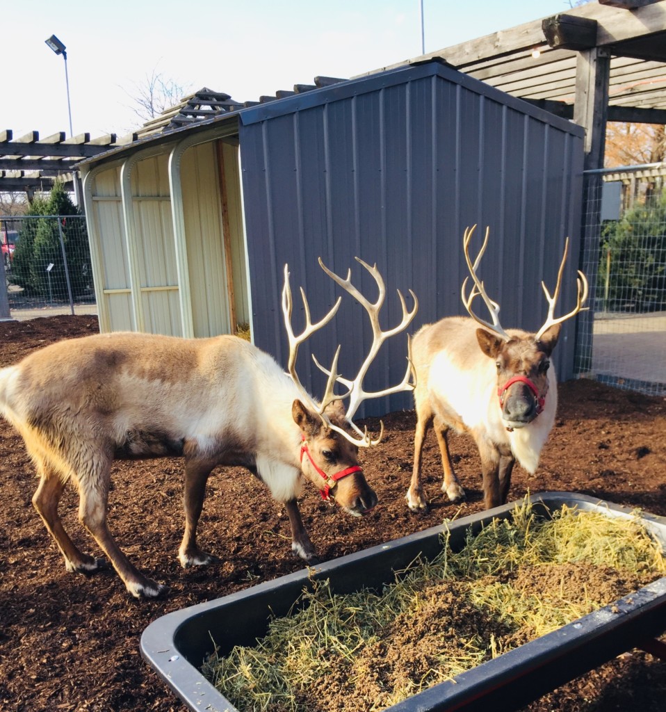 Reindeer at Chalet Nursery