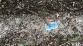 Face mask on ground