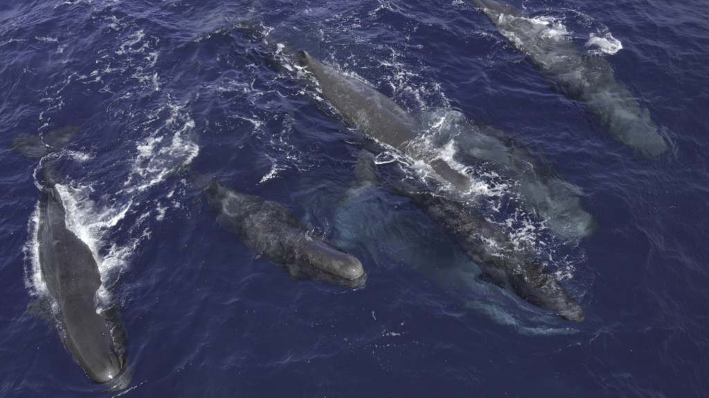 humpbacks Secrets of the Whales