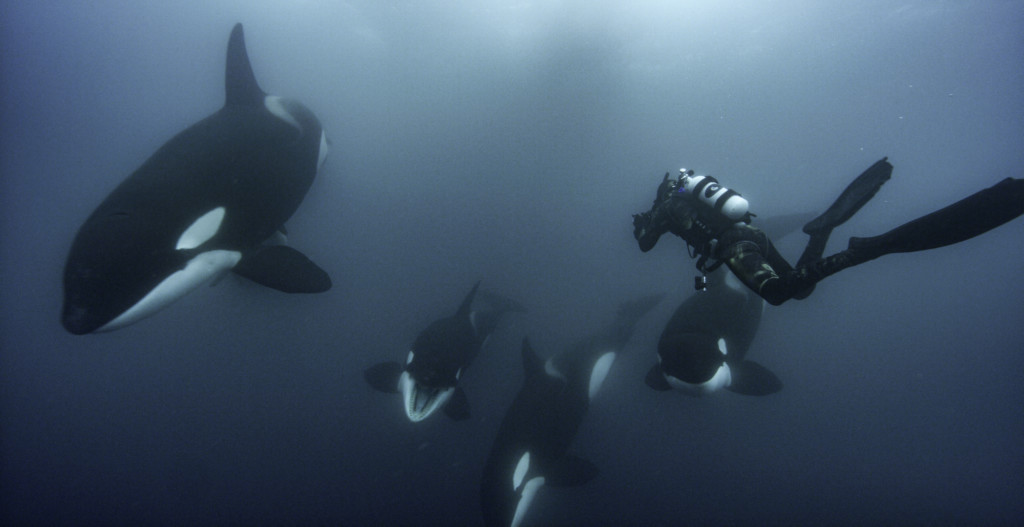 orcas Secrets of the Whales Disney+