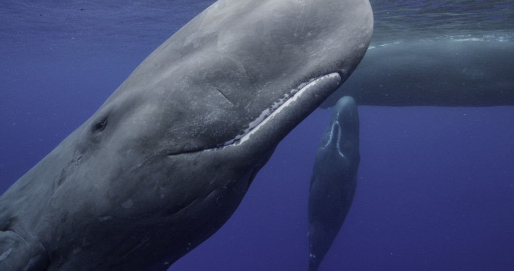 sperm whale Secrets of the Whales National Geographic Disney+