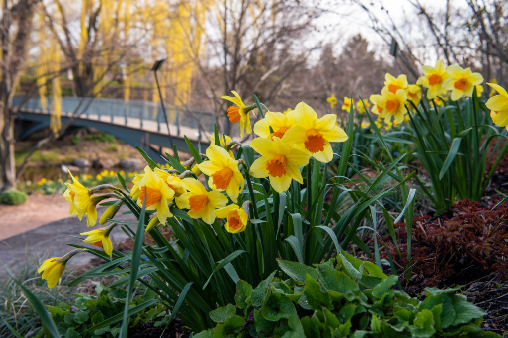 Daffodils on Evening Island at the Chicago Botanic Garden