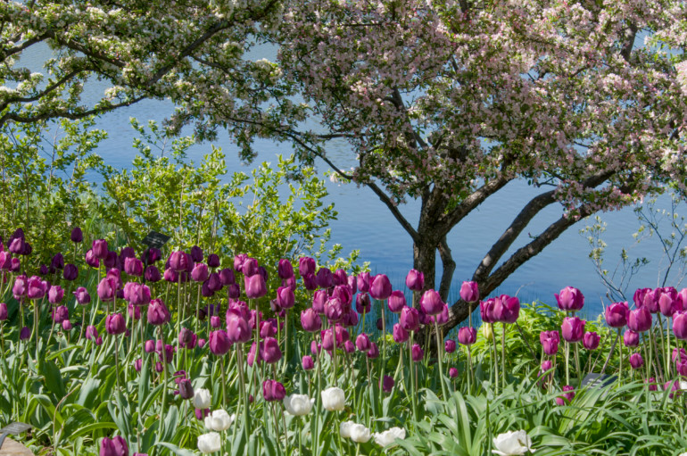 The Lakeside Garden at the Chicago Botanic Garden features crabapples and tulips in spring