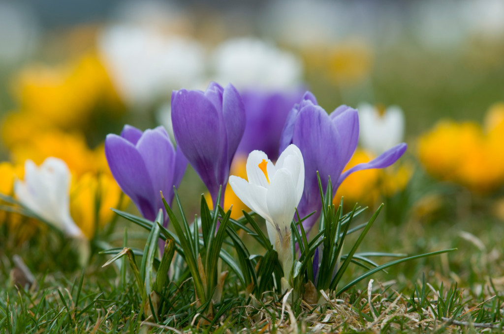 Crocuses bloom on the lawn on Evening Island at the Chicago Botanic Garden