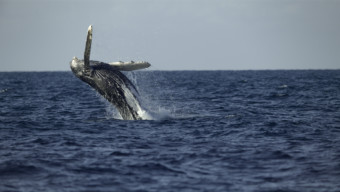 Secrets of the Whales humpback breaching