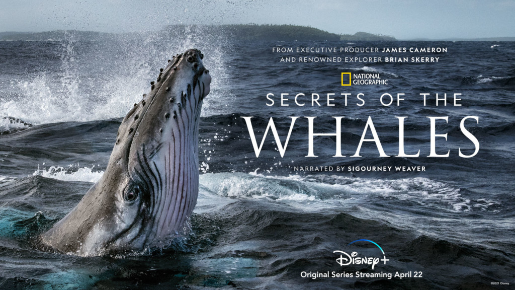 Secrets of the Whales National Geographic Disney+