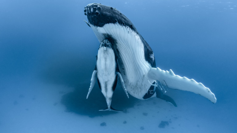 Paul Nicklen/SeaLegacy Humpback Whales