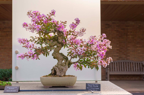 31 things Chicago Botanic Gardens: Bonsai