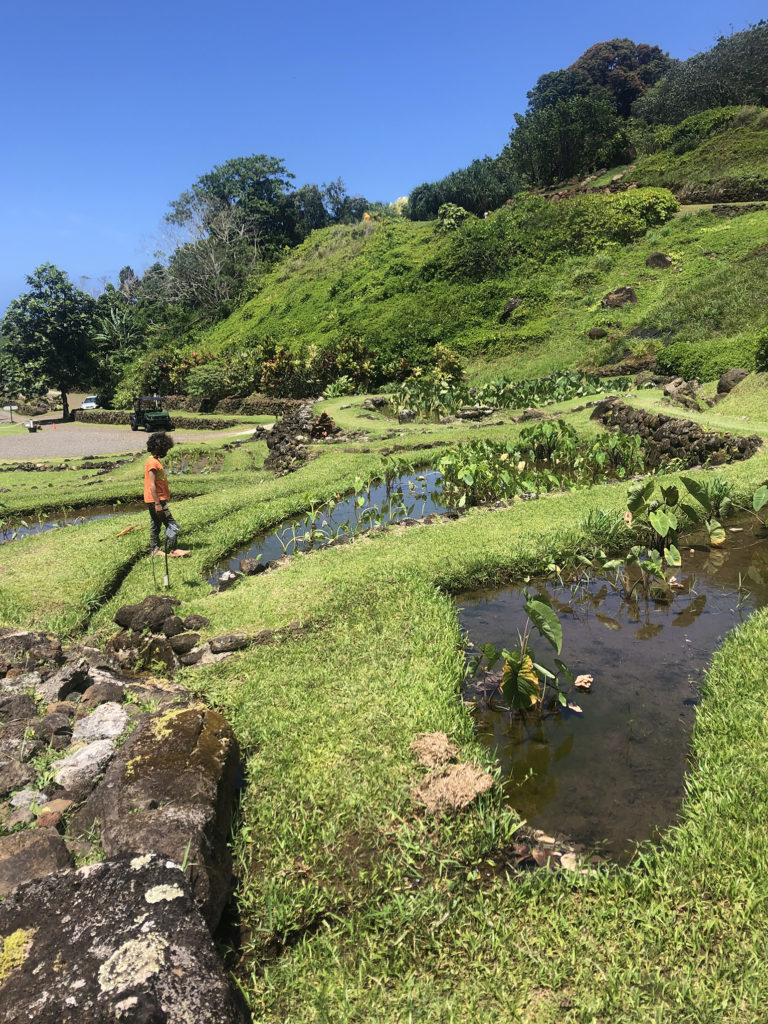 taro patches in hawaii 
