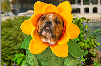 mercury cruise dog in flower costume