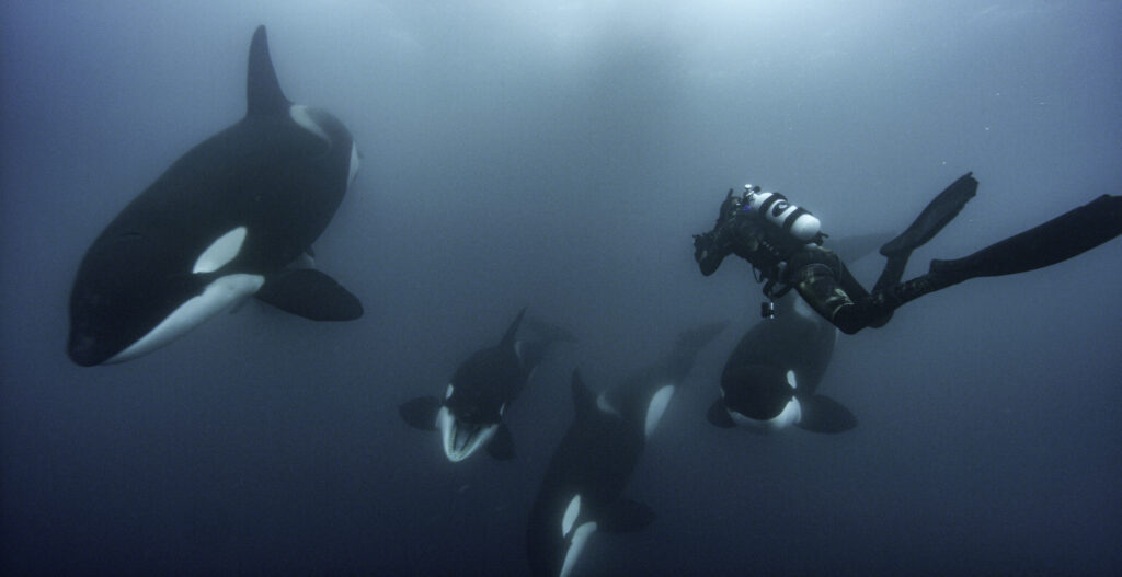 orcas Secrets of the Whales Disney+