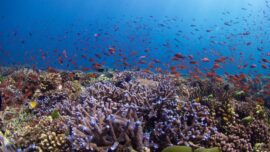 California Academy of Sciences