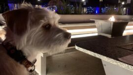 pet-friendly travel