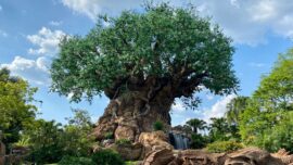 Tree of Life at Disney's Animal Kingdom