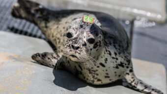 Seal Baby