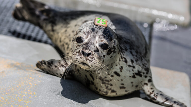Seal Baby
