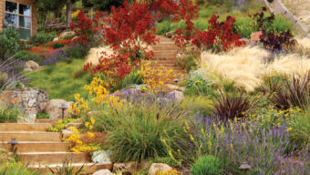Carbon Garden