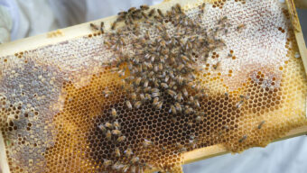 Marin Academy Bees