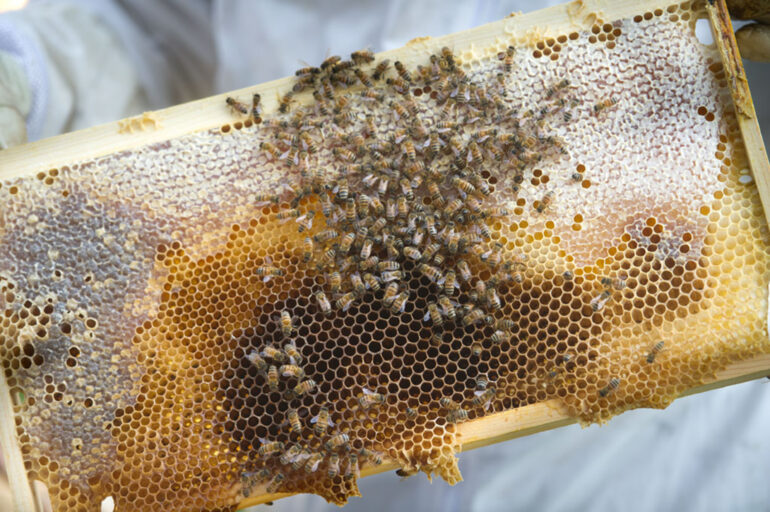 Marin Academy Bees