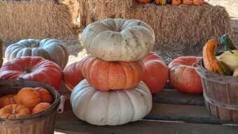 Nicasio Valley Pumpkin Patch