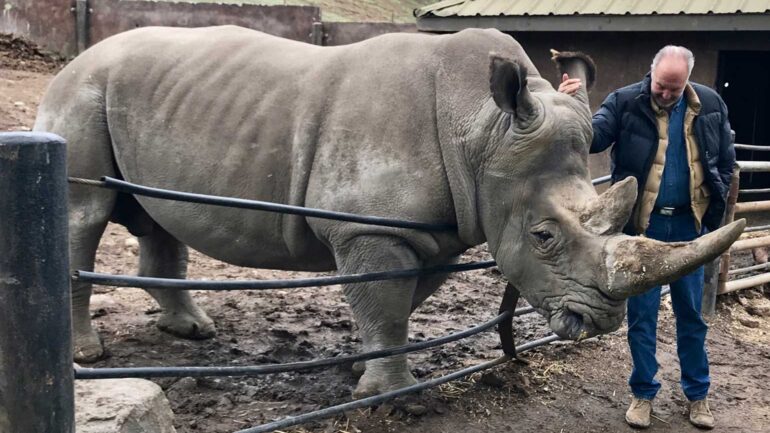 Safari West rhino