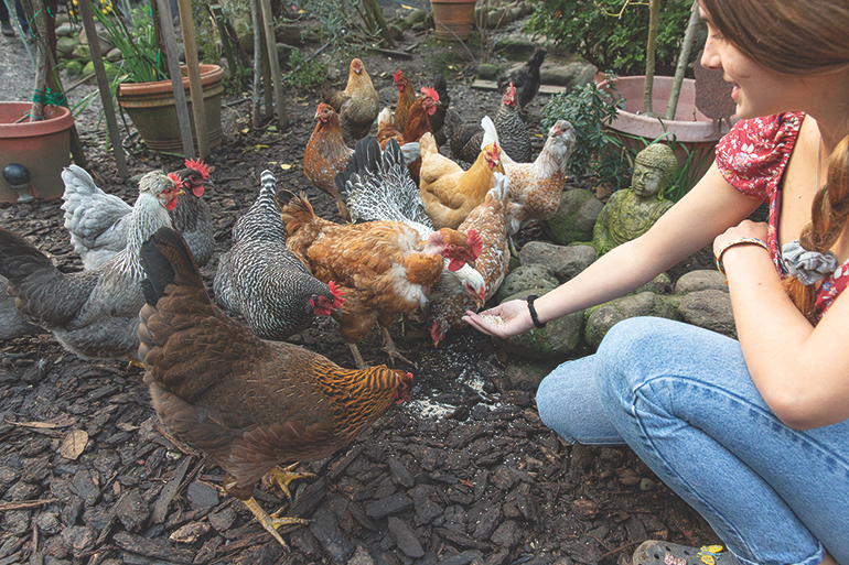 Chickens