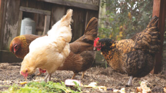 Urban Chicken Farming