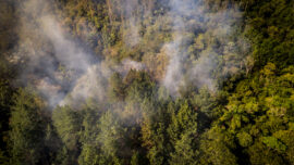 Flames Felt Around the World: How the Amazon Rainforest Fires Affect You