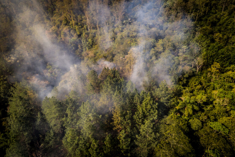Flames Felt Around the World: How the Amazon Rainforest Fires Affect You
