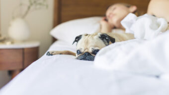 Bedroom Pug Sleep
