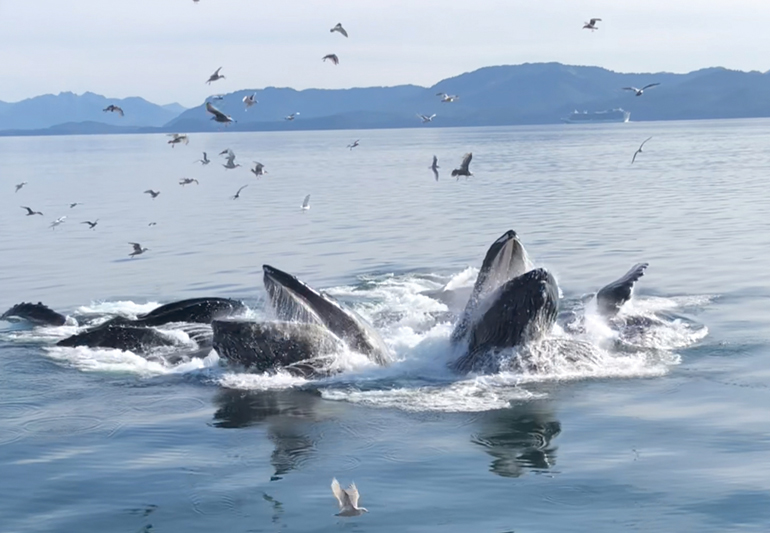 Disney Cruise Line: humpback whales