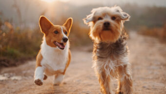 10 of the Best New Dog Products for 2019