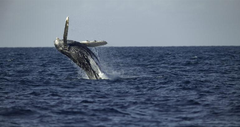 Secrets of the Whales humpback breaching