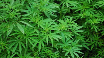 What You Need to Know About Your Teen’s Brain on Marijuana