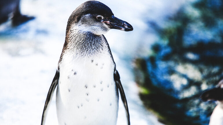 Museums and Zoos are Going Online During Coronavirus Pandemic