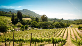 Wine Country
