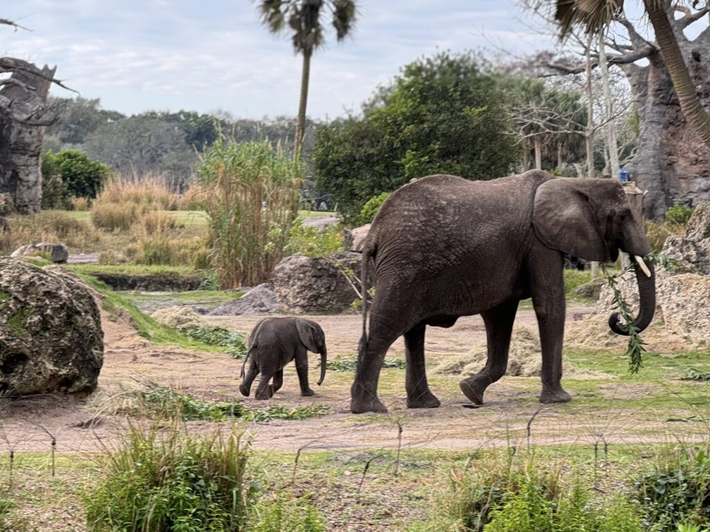 Disney's Animal Kingdom elephant Corra