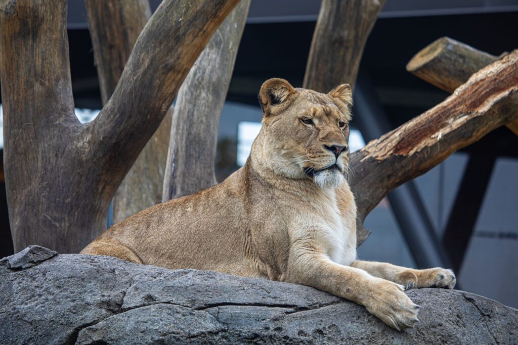 One of the seven African lions that call Lincoln Park Zoo's Pepper
Family Wildlife Center home.