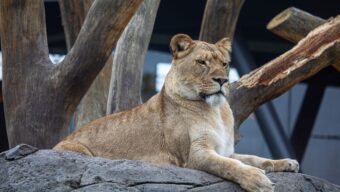 One of the seven African lions that call Lincoln Park Zoo's Pepper Family Wildlife Center home.