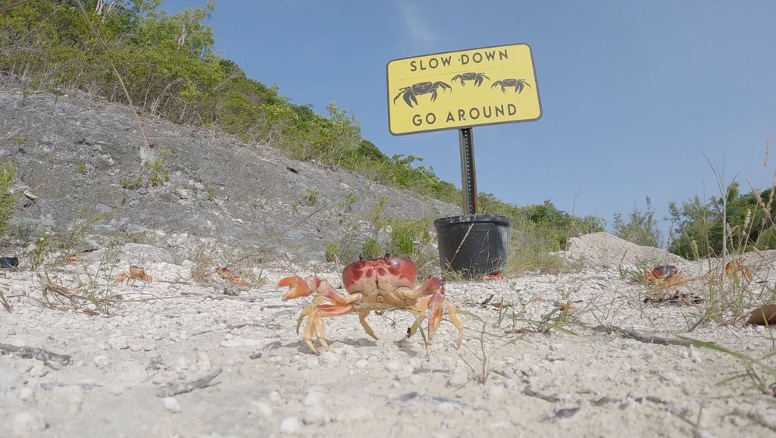 Lookout Cay crabs